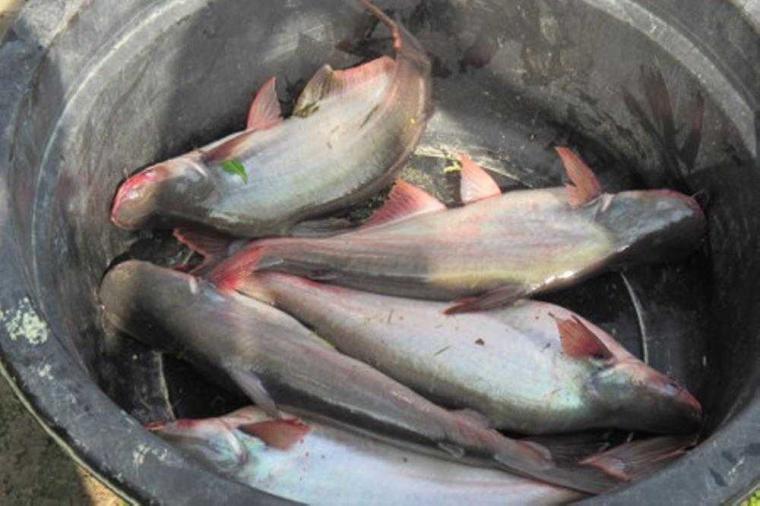 Berbagai Olahan Ikan Patin